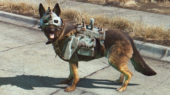 Dogmeat in Dog Armor with a Collar